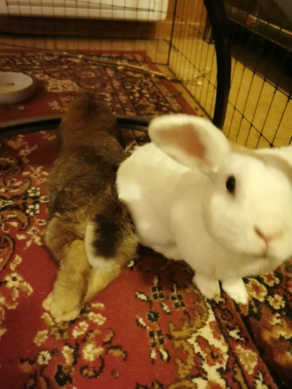 A brown lop eared rabbit lying on the floor facing away from the camera with hind legs stretched out and crossed. A white rabbit stretching her head towards the camera, probably wondering if it's edible.