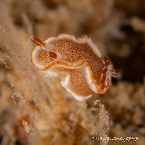A light brown sea slug, its edges trimmed in white, with its rhinophores pointed upper left.