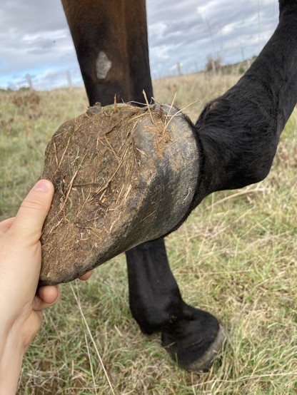 A picture of me gently holding the hoof of my horse up as if I was â€œholding handsâ€� with her.