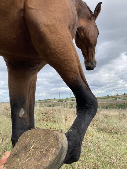 Me still holding up the hoof while the (bay) horse is looking into the distance. The picture is from a low angle because I was sitting down while taking it.