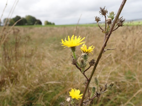 Yellow flowers in forefront, dried vegetation behind