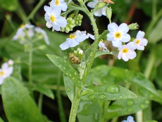 Water Forget-me-not in full flower