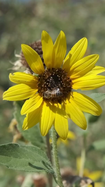 Two honeybees on what I think is an Arizona Sunflower, the second one is captured landing in slow motion.