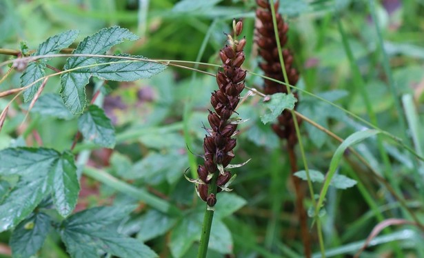 A thin flower-spike where all the flowers have been replaced by brown seed pods. The remains of the leaves aren't visible in the photo as they are at ground level.