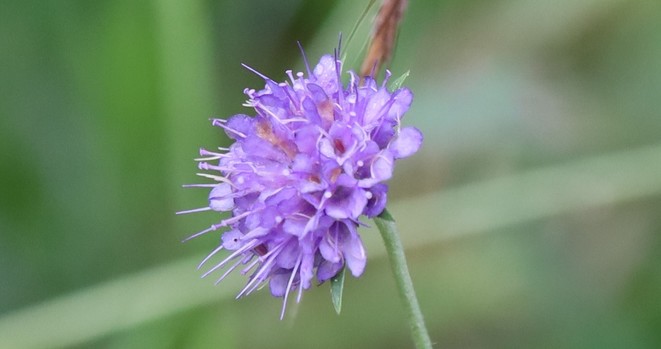 A flower head with a dense cluster of pale purple flowers. The flower head is convex, almost spherical.