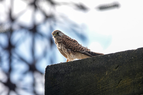 A kestrel stands on a square stone block, staring downwards. Behind it is the blurred outline of an electricity pylon