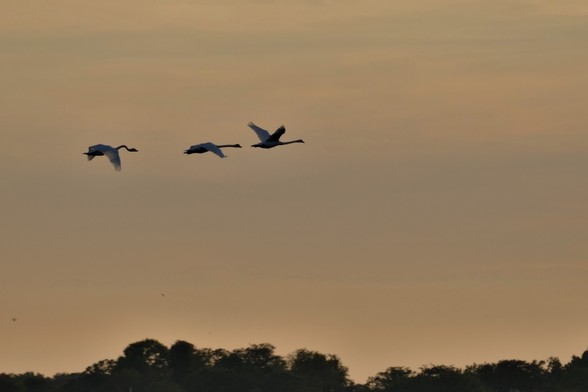 Drei Schwäne fliegen bei Sonnenuntergang hintereinander