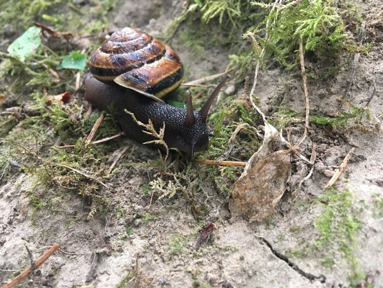 Closeup of a dark brown snail with a reddish brown shell on a dirt path with moss