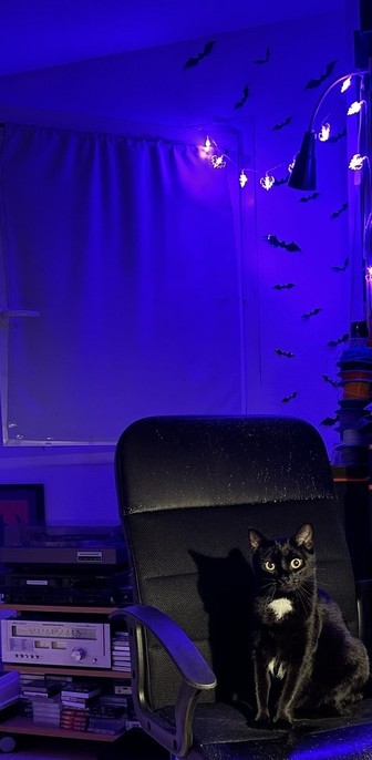 Au premier plan, un chat éclairé par une lampe de bureau est assis sur une chaise de bureau.
Au second plan, une guirlande électrique de chauves-souris donne un éclairage violet à la pièce. Il est des petites chauve-souris noires collés au mur qui partent du bas vers le haut.