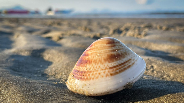 A shellfish with a white shell and brown speckles on wet sand on a beach, early morning with the sun shining on its shell, low angle, with the sea in the distance.