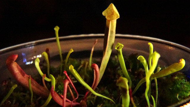 A mug full of seedling pitcher plants, against a black background. The tallest one has a yellow tint, with vivid cherry pitchers below it. The hood is simple, the mid rib is not wavy.