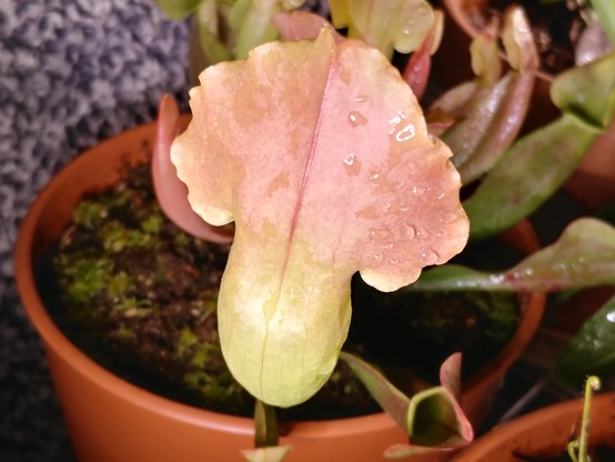 The outside of the mature plant. The hood reaches straight up, showing it's purple pitcher genes, with a ruffled edge. The back of the hood is a light orange or peach tone, fading into yellow at the edges and down the tube of the trap. The midseam is a darker stripe of red, like a pinstripe. The bottom of the tube, not seen, is more of a spring green. Pitchers in the background are more green with dark spots, somewhat damaged, or newer and showing hints of yellow and peach or cherry.