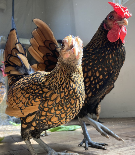 A Golden Sebright hen looks into the camera, behind her a Golden Sebright rooster looks on.  Their feathers are copper with black edges.

The camera POV is low, making the birds loom large.