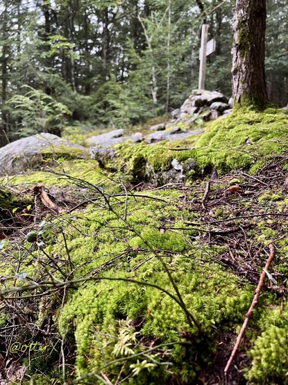 A portrait oriented photo of the wet, verdant moss-covered forest ground by the trail.

I got close to the ground to capture the small animal’s point of view. 

There’s a small clearing shaped by the boulders and rocks, surrounded by many tall trees, many evergreens. A trail sign is at the top right corner behind a mature straight tree trunk.

The bottom two thirds are covered with luscious mosses. The deeper green trees are in the top third. 

It was raining.

Btw, there are North and South Uncanoonuc Mountains. Uncanoonuc means boobs. We hiked up the South today.