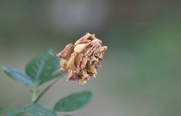 Rose, color, photo