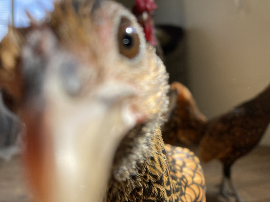 A Golden Sebright hen looks into the camera from a few inches away.  Her face takes up most of the image and is blurry but the feathers on her neck are in focus.