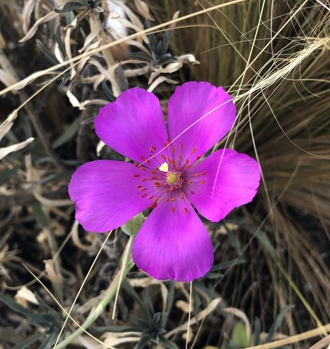 A fuchsia-colored, five-petaled Calandrinia flower blooms against a background of yellow and grayish-green grasses and foliage.  Its pistil and stigma are yellow while multiple stamen, tipped with red pollen, burst forth from the center like fireworks.