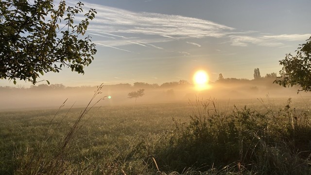 View into the sunrise over a misty meadow.