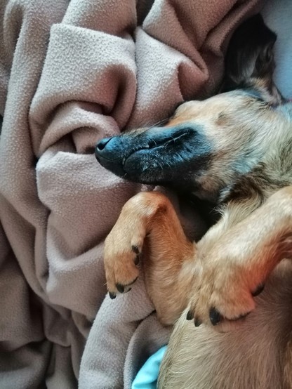 Dachshund mix Hildegard is laying on her back. Her head is tilted to the side, so her forehead rests against a blanket in almost the same beige as her fur. Her left ear lays looks like it's standing upwards, but it is resting on the mattress. She is asleep, with her paws in the air.