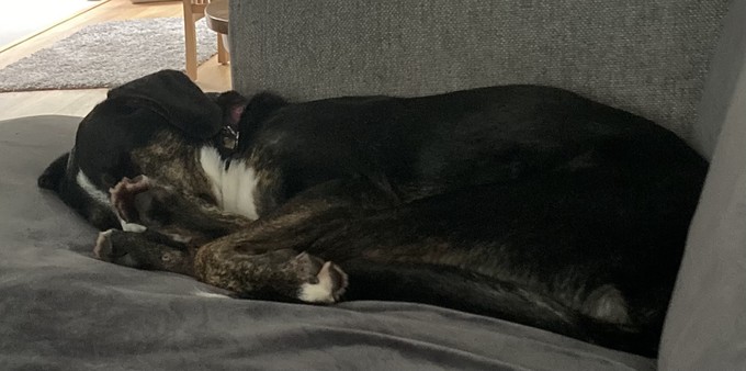 A tri-colour mixed breed dog lies on a sofa, practically folded in half with his rear legs straight but tucked against his body such that his nose is nuzzled into his rear paws