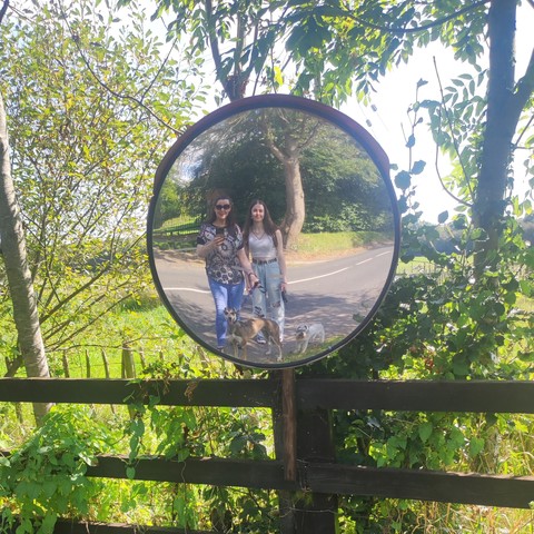 A mother (long brown hair, sunglasses, colourful t-shirt and blue jeans) and daughter (long brown hair, white top and blue ripped jeans) out walking stop to pose for a photo in a large round mirror intended to help a car owner exit his property. 
A large brown and white lurcher dog notices herself in the mirror and seems to pose also, while a small light grey schnauzer just looks grumpy and bored.
The mirror is mounted on a fence with a green field and trees visible behind it.