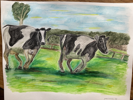 Two cows in a green field, moving from left side of frame to right. Cow to the left looking at the viewer. Cows are black/white, but with dirt on their belly. In the background some bushes and a tree. All under a slightly clouded blue sky.