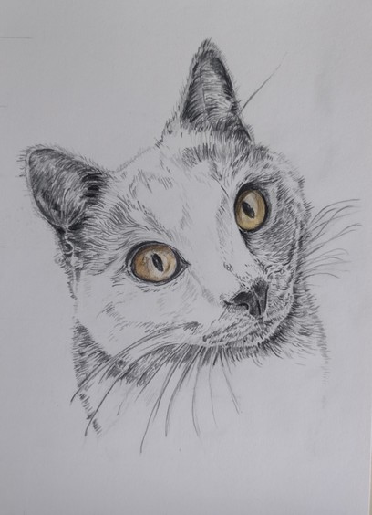 An unfinished pencil sketch of a cat staring directly at the viewer
