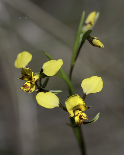 Black Mountain Leopard orchid - Black Mountain, ACT.