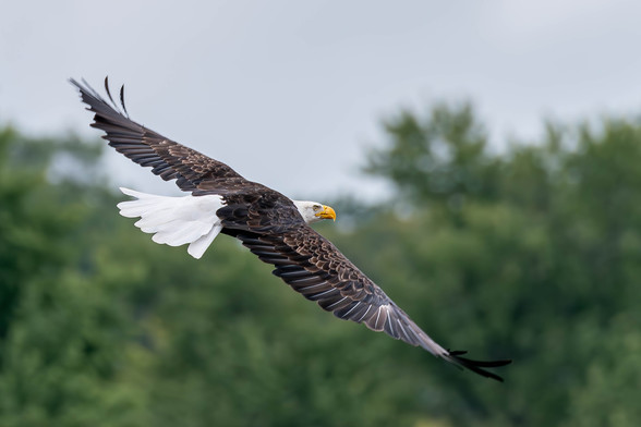 Image of an American bald eagle in flight with out of focus trees with green leaves and the grey of an overcast sky in the background. The eagle is facing the right with its left raised and its right wing lowered. Bald eagles have brown body feathers, white head and tail feathers, yellow beaks, green-yellow eyes, yellow legs and feet, and sharp, black talons.