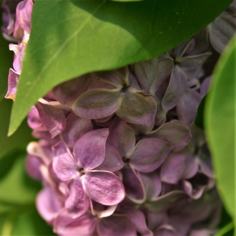 Purple lilac flowers peak from between vibrant, heart shaped green lilac leaves.