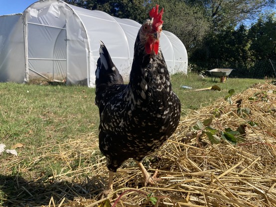 The Ancona hen standing proudly towards the camera. Thereâ€™s a greenhouse in the background.