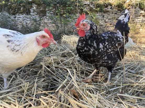 The Ancona hen, looking at a second, white hen standing in front of her.