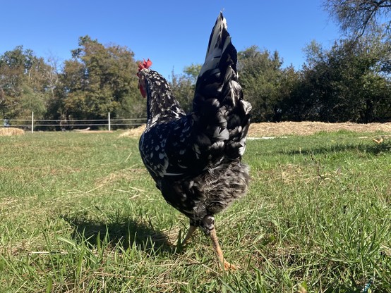 A picture of the big tail and fluffy butt of the Ancona hen. She is walking towards a big pasture.