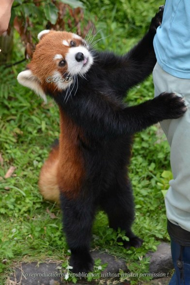 A picture of a Red Panda.