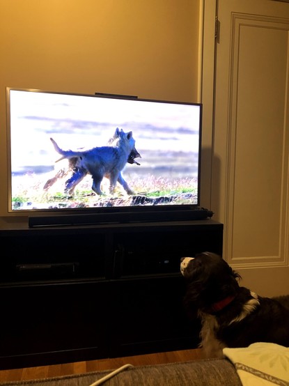a brown and white Springer spaniel stares intently at a television, the screen of which shows Arctic wolves.