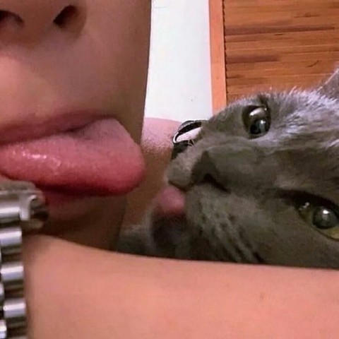 Un chat gris et une femme tirent la langue en même temps