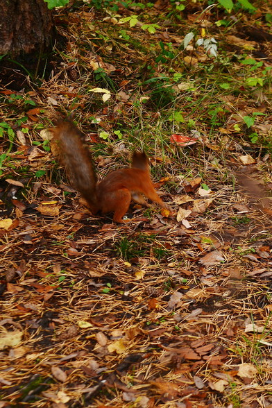 A squirrel, a little blurred due to the slow shutter speed hops on the ground among mushrooms and leaves.