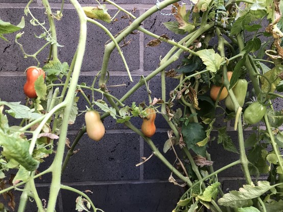 Blick auf eine Tomatenpflanze mit einzelnen Riten Tomaten
