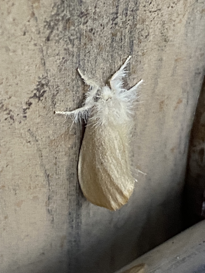 A very hairy, white colored moth, resting on a flat surface