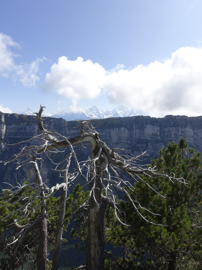 over dead, dry trees the big bernese mountains: Eiger, M├Хnch, Jungfrau, partly hidden by clouds.