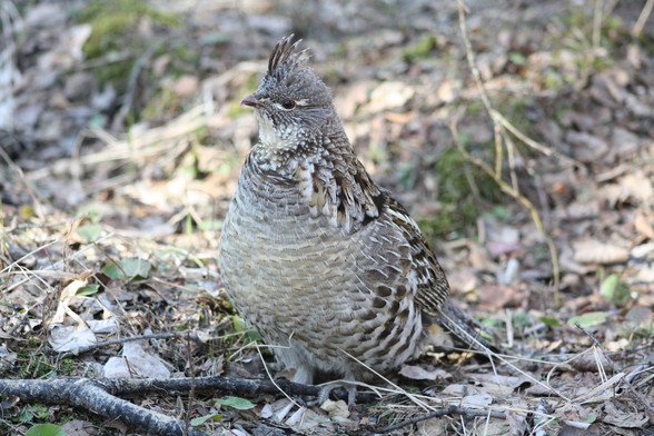 A male ruffed grouse is standing on the forest floor, which is covered in dead leaves and twigs. He is turned to the right so that the left side of his face is in profile. His crest is also erect, indicating a semi-alert posture.