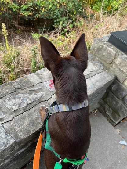 Hershey has her front paws on a stone wall at the park as she enjoys the view of the valley.