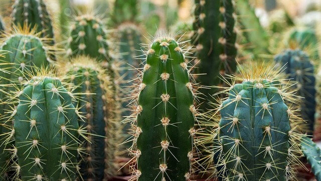 Kaktus-Garten (Foto: Adobe Stock, Emoji Smileys People)