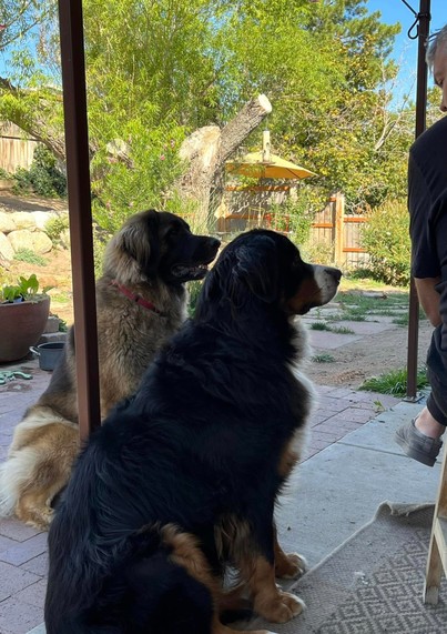 A large black Bernese Mountain Dog sits in front of a large brown Leonberger dog. Both are shown in profile. They are watching me, sat at the right of the picture. I Am mainly out of the shot. The dogs want the banana bread that I was holding.