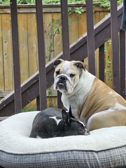 Phoebe the Insane Bulldog Puppy and Edgar the Dignified Old Boston Terrier just chillin' on a big fluffy dog bed.