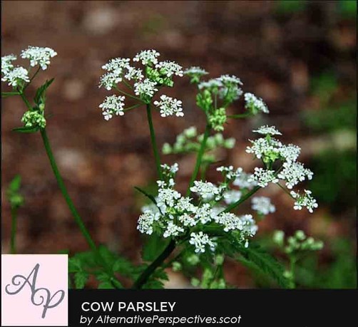 A the top of the stalk of this plant is split into several umbel like flowerheads.  Each large flowerhead is split into several small stalks – each ending in a cluster of small white flowers.  They look very vibrant against a brown leaf background.