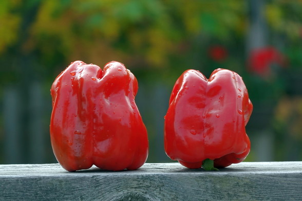 Two big red peppers lie on a deck railing