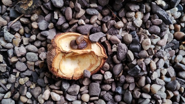 Broken open, now empty casing for a fallen chestnut, lying under the tree