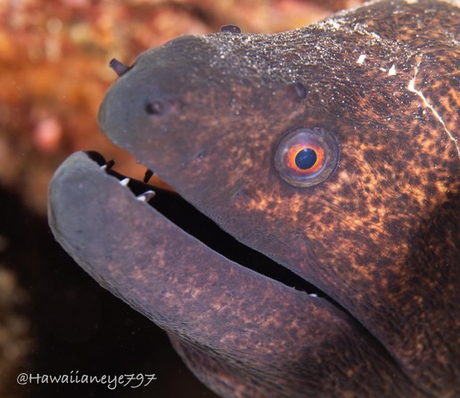 The head of a moray eel, about as big as a small dog, peering from a hole.