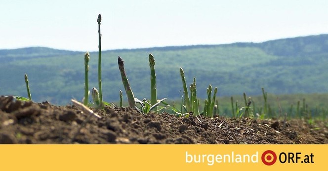 EU: Burgenland ist â€žbeste Bio-Regionâ€œ